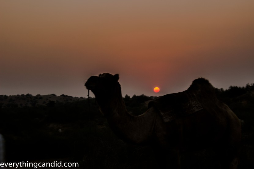 Self Drive, Road Trip, India, Rajasthan, Ford Figo, Bikaner, Mandawa, Haveli, Travel, Photography, Photo, forts, Desert, Thar, Camel, Bhujia, Jaipur, Desert Safari, Camel Ride