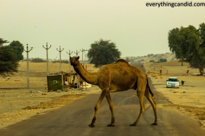 Self Drive, Road Trip, Tanot, India, Rajasthan, Ford Figo, Bikaner, Mandawa, Haveli, Travel, Photography, Photo, forts, Desert, Thar, Camel, Bhujia, Jaipur, Desert Safari, Camel Ride
