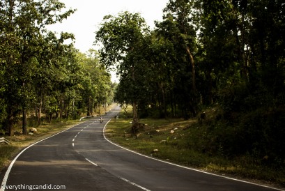 Teak wood or Sagaun Jungles forest in Madhya Pradesh & Chhattisgarh.